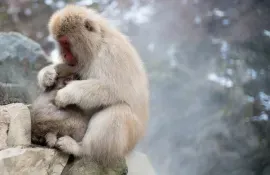 Famosos monos de nieve para reunirse en el área de Nagano