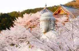 Le temple Tsubokasa-dera et son magnifique Buddha