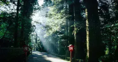 Komorebi: Lichtfilterung durch die Bäume am Hakone-Berg Fuji auf der alten Tokaido-Straße