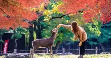 Nara Sika Hirsche sind heilig und als nationale Schätze geschützt.