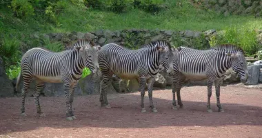 Zebras Ueno Zoo in Tokyo.