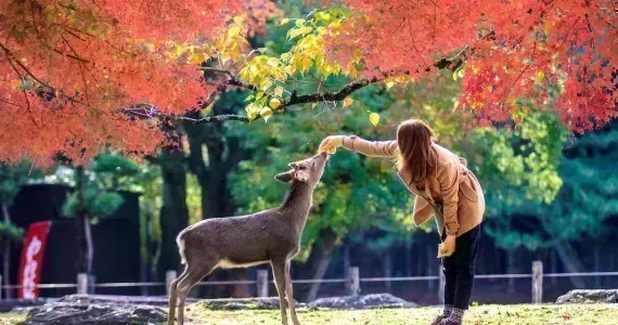 Nara Sika Hirsche sind heilig und als nationale Schätze geschützt.