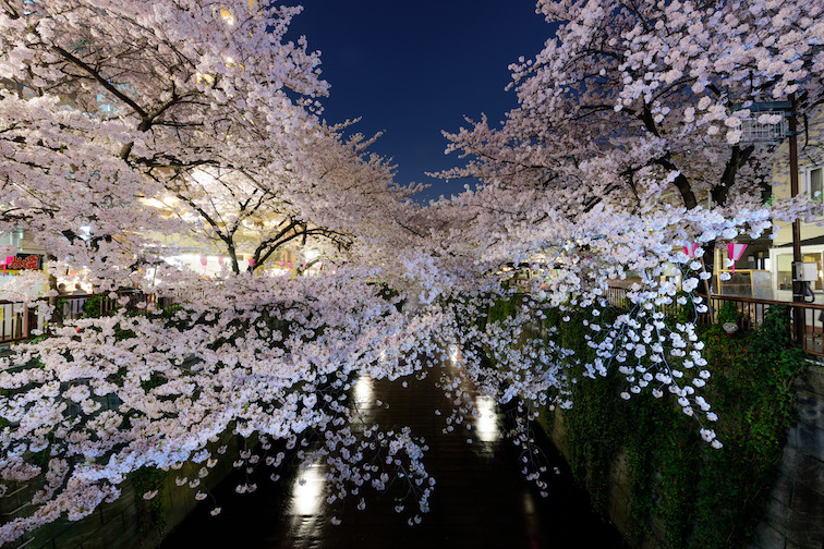 Flor de cerezo "Sakura" en Meguro, Tokio