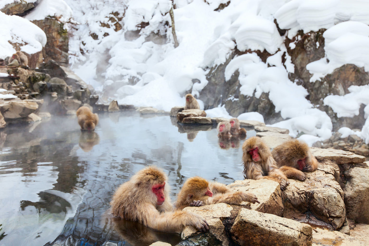 Berühmte Schneeaffen treffen sich in Nagano
