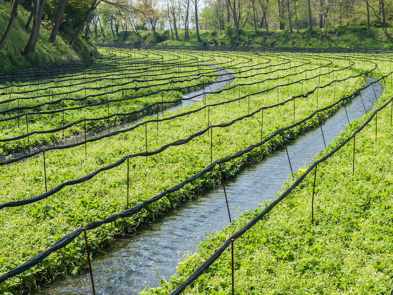 Wasabi Farm in Matsumoto area