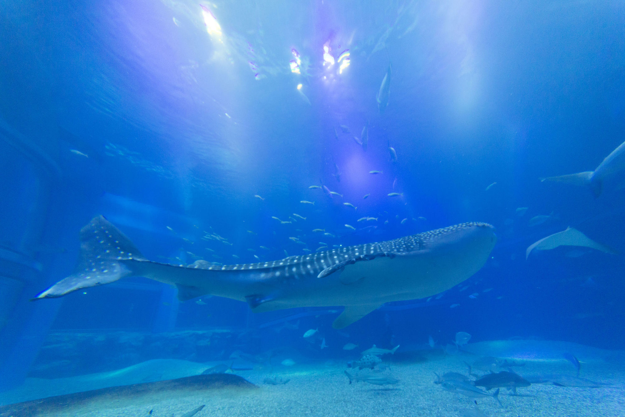 Whale Sharks in Osaka Aquarium Kaiyukan, one of the biggest Aquarium in the world