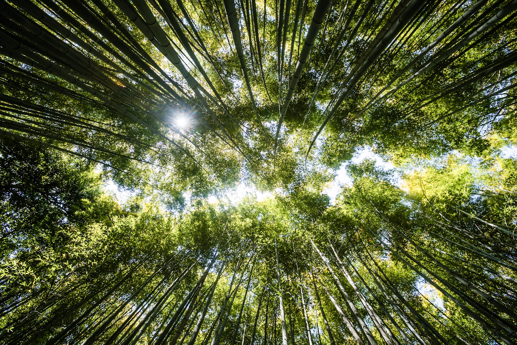 Bamboo forest