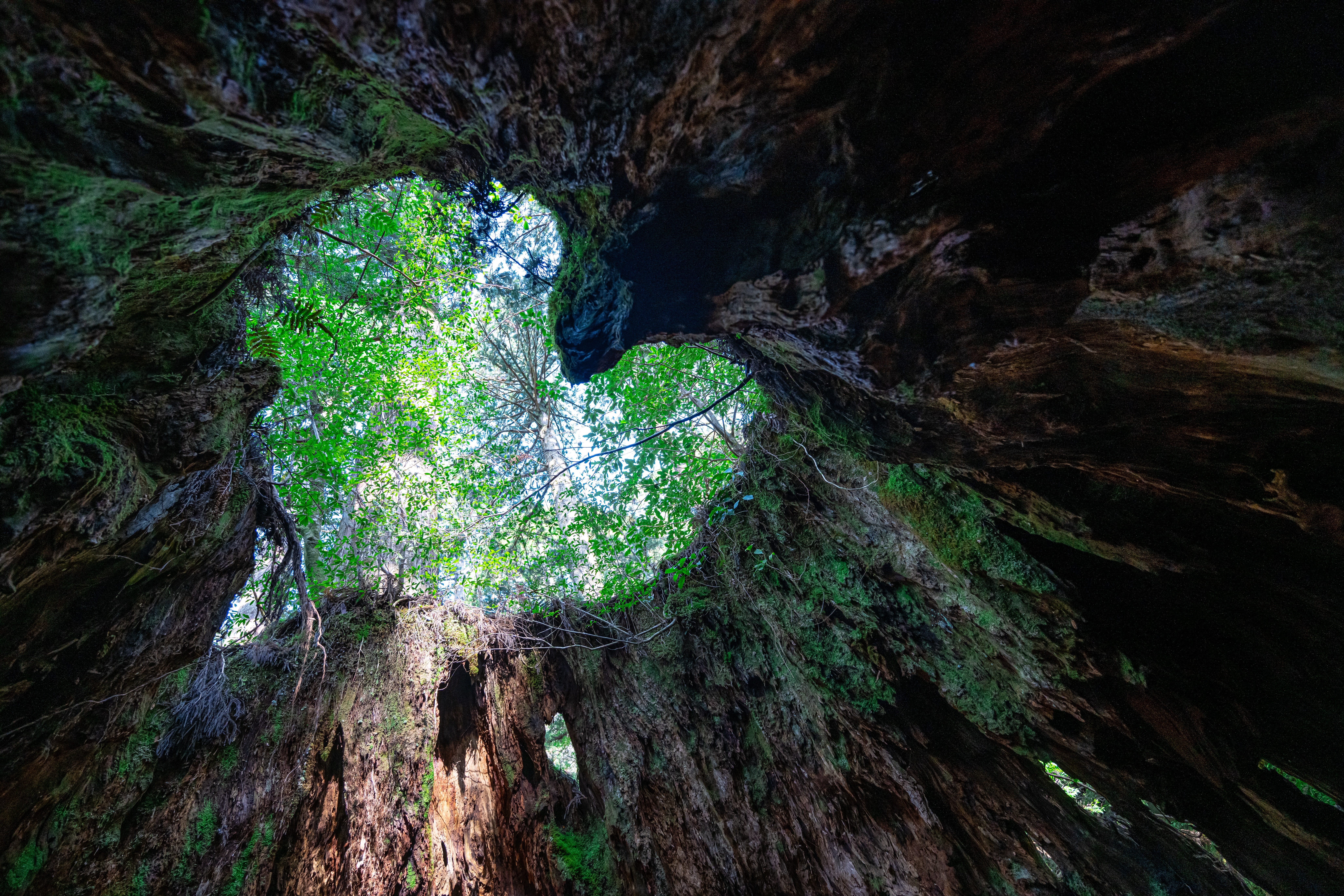 Yakushima