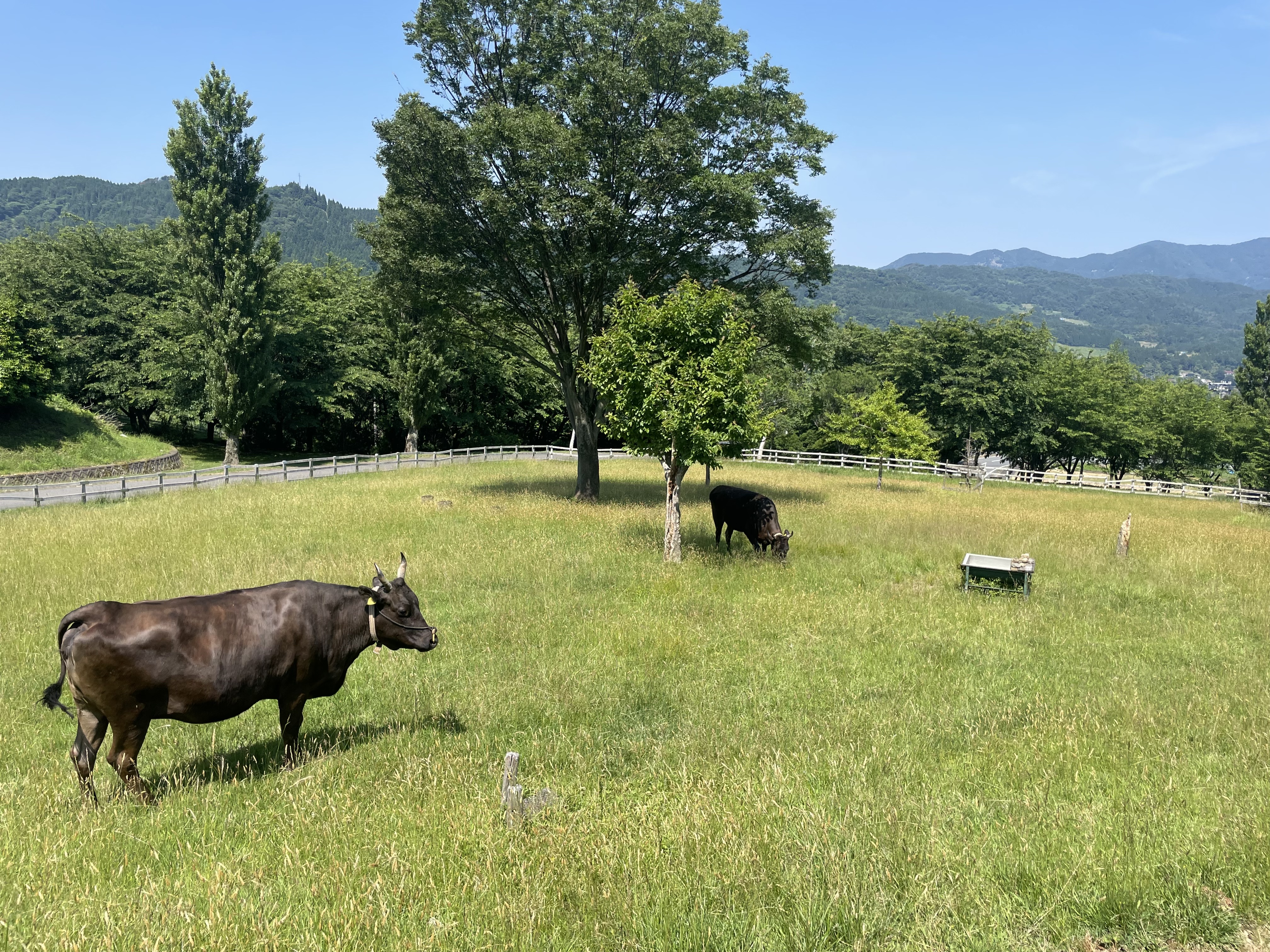 Tajima Farm Park, Département de Hyogo