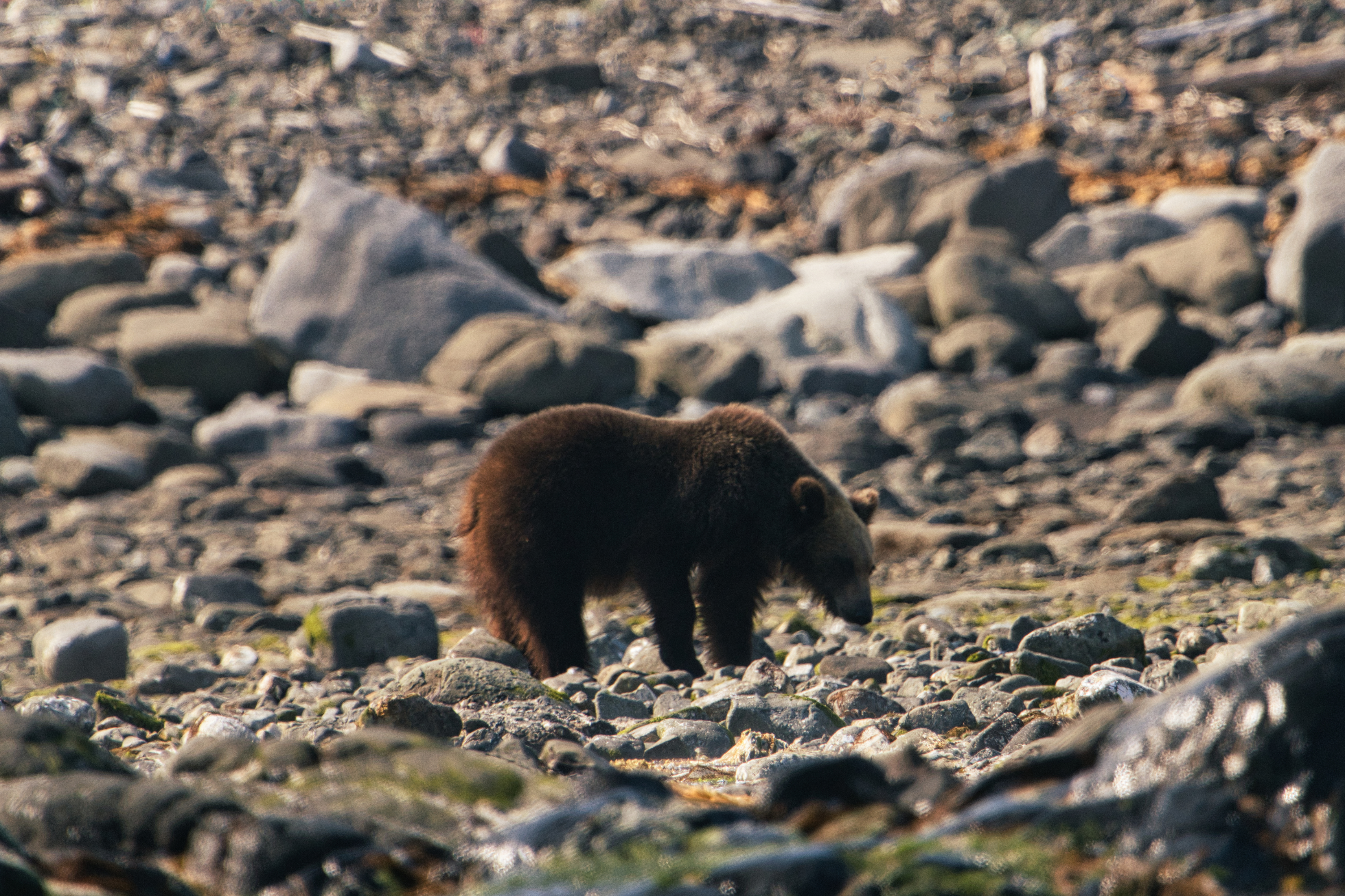 Un ours brun de Shiretoko
