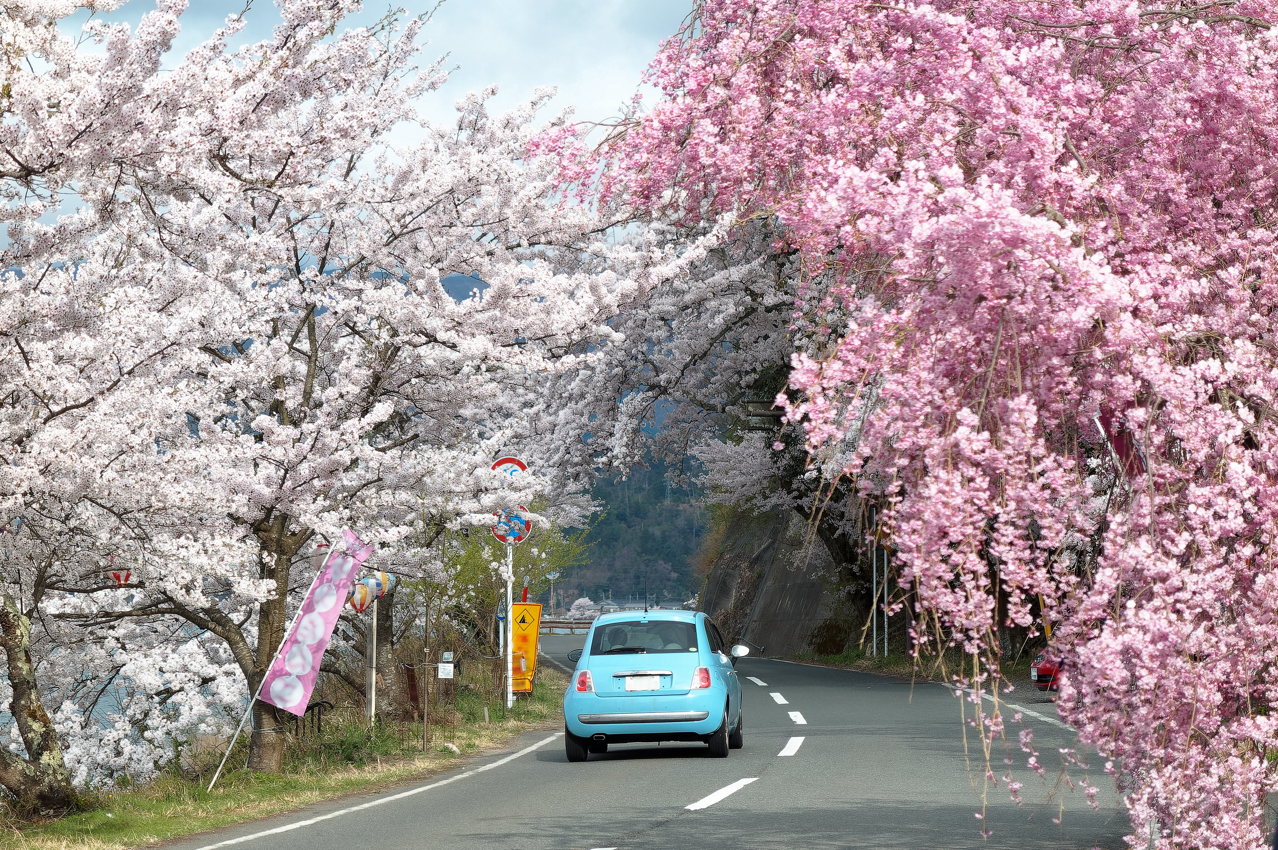 driving in japan sakura
