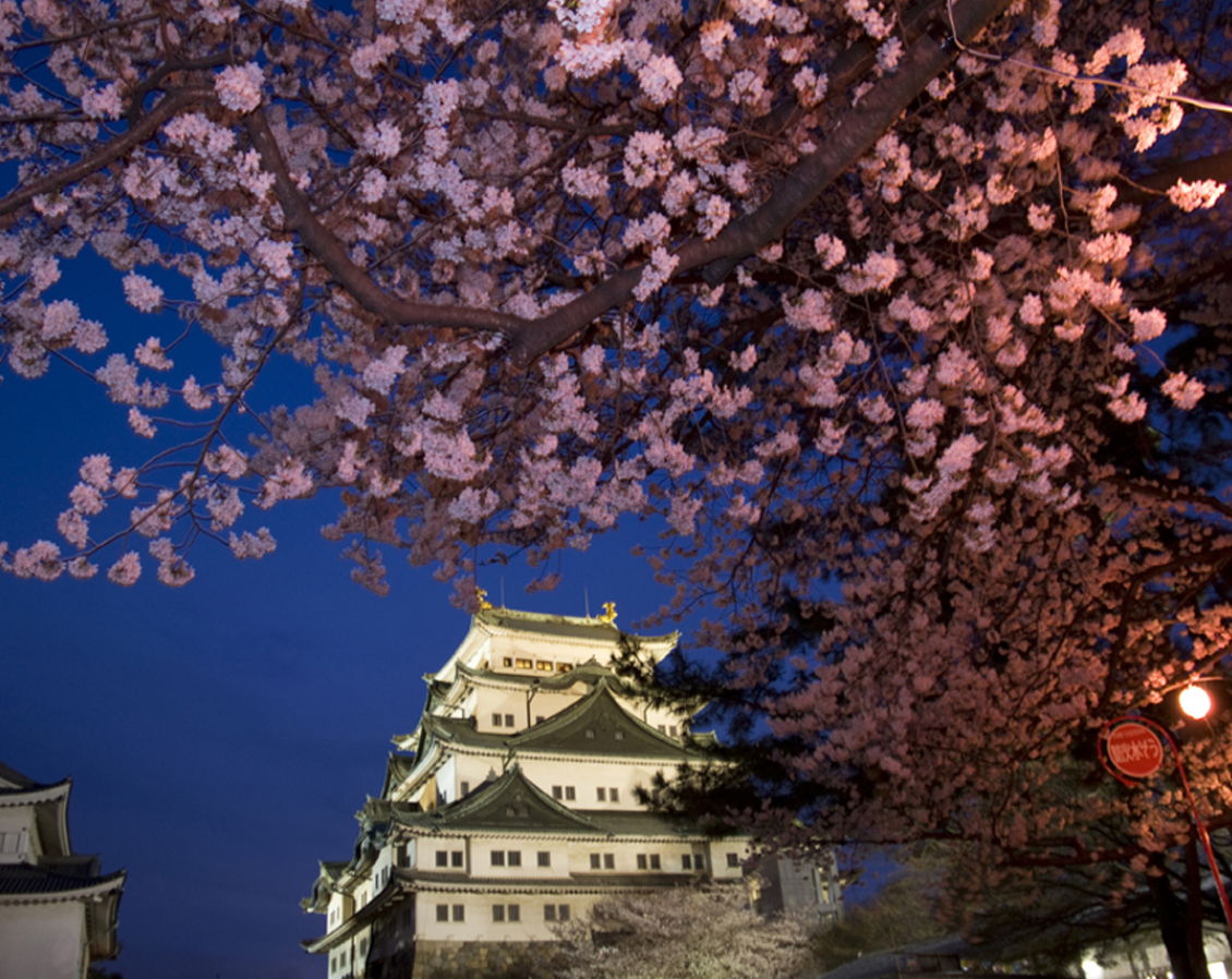 Nagoya sous les cerisiers