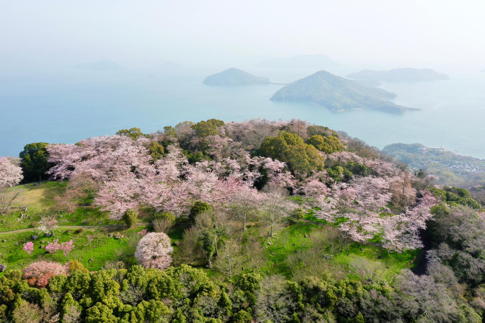 Shodoshima's blooming sakura, a breathtaking spring spectacle overlooking the Seto Inland Sea.