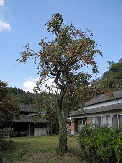 Ajimu, Beppu, Oita Prefecture.