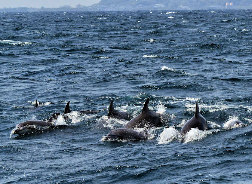 The Amakusa Islands are one of the best places in Japan to go wild dolphin watching.