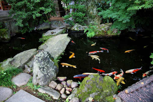 Koi carp swimming in the Benten Pond at Anrakuji Temple, Shikoku.