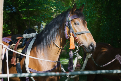 Aoi Matsuri Horse at Shimogamo Shrine.