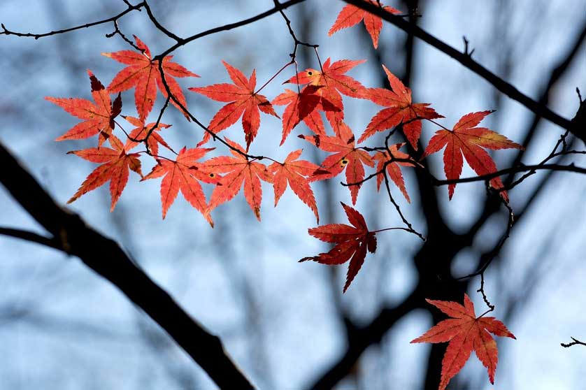 Autumn leaves in Arashiyama, Kyoto, Japan.