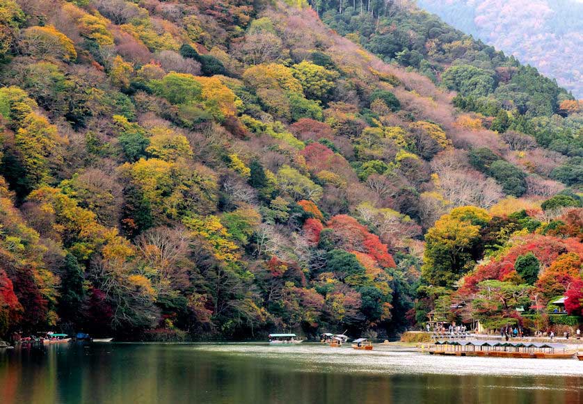 Fall Leaves in Kyoto, Arashiyama.