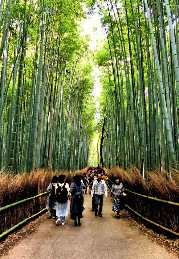 Bamboo Grove, Arashiyama, Kyoto.