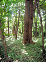Woods in Arisugawa-no-miya Memorial Park, Tokyo.