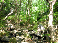 Grove of Arisugawa-no-miya Memorial Park, Tokyo.