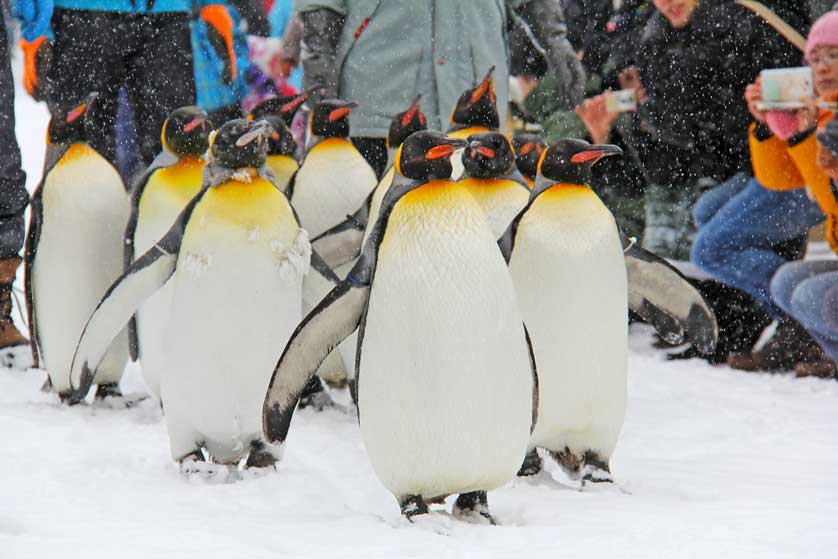 Asahikawa Zoo, Hokkaido.