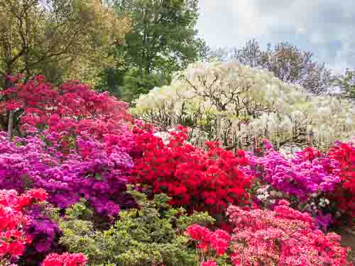 Ashikaga Flower Park.