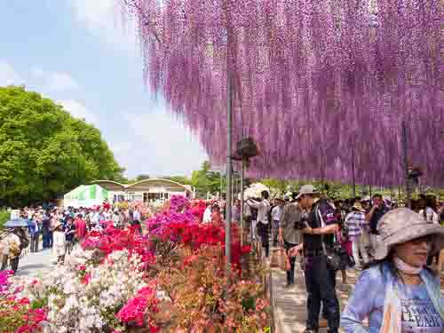 Ashikaga Flower Park.