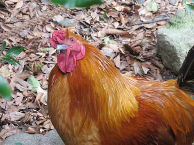 Atsuta Shrine chicken