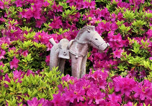 Azaleas in full bloom in May