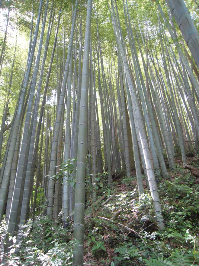 Bamboo forest.