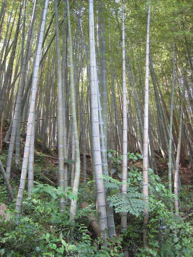 Bamboo reaching for the light.