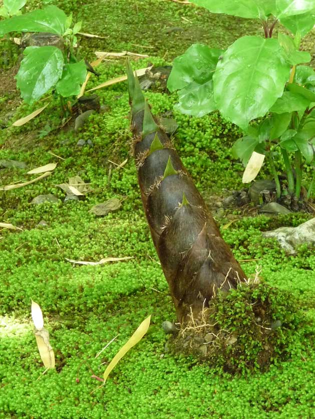 Bamboo shoot, Japan.