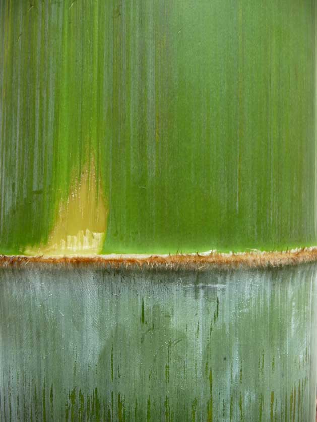 Giant Bamboo.