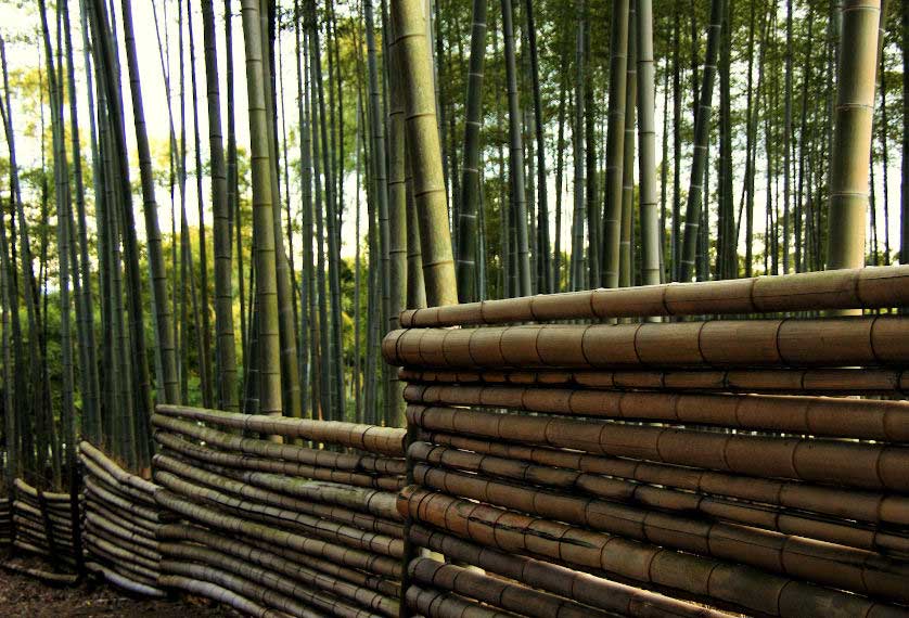 Large forest of bamboo can be found in Nagaoka.