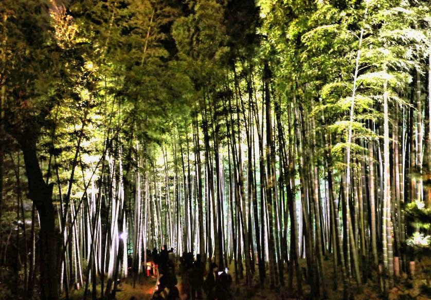 Kodaiji Temple in Kyoto has large gardens with bamboo groves that are illuminated at night.