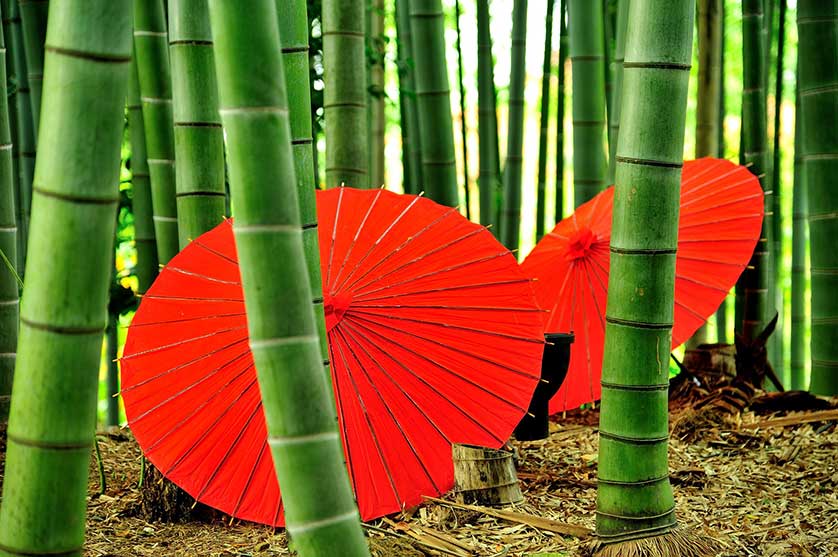 Bamboo.