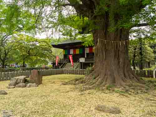 Gingko tree, Bannaji Temple.
