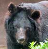 Japanese Crested IbisAsian Black Bear.