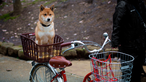 Cycling, Tokyo.