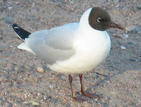 Black headed gull symbol of Tokyo.