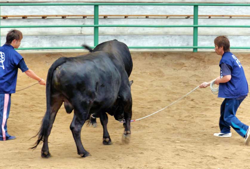 Bull Sumo, Dogo, Oki Islands.