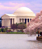 Cherry blossom festival in Washington DC.