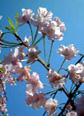 Cherry blossoms in Japan.