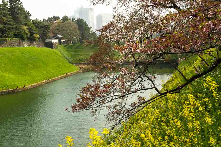 Cherry blossom in Chidorigafuchi Park overlooking the Hanzo Moat of the Imperial Palace.