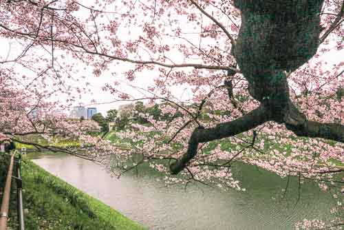 Chidorigafuchi cherry blossom.