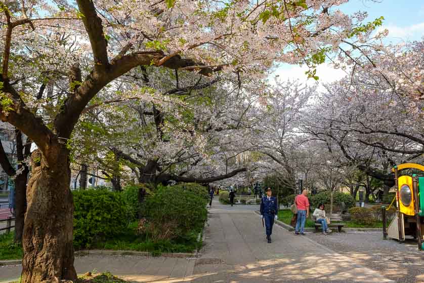 Chidorigafuchi Park cherry blossoms in spring, Chiyoda ward, Tokyo.