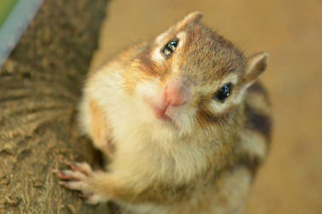 Siberian Chipmunk.