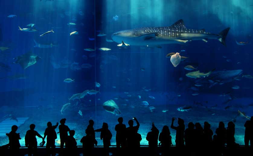 Aquarium on Okinawa